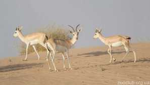 Jaran или chernobhosta gazelle